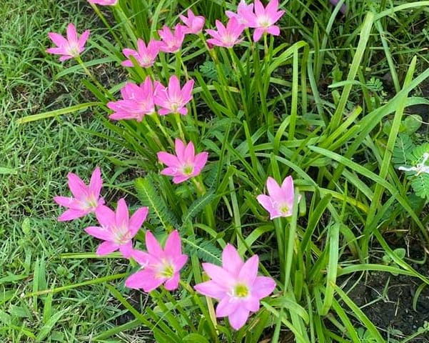 "ในความไม่แน่นอนของชีวิต" การแสดงธรรมครั้งสุดท้ายของคุณไพบูลย์ พาณิชย์กุล