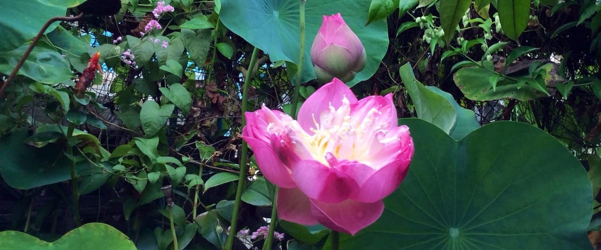 เกิดกับตาย