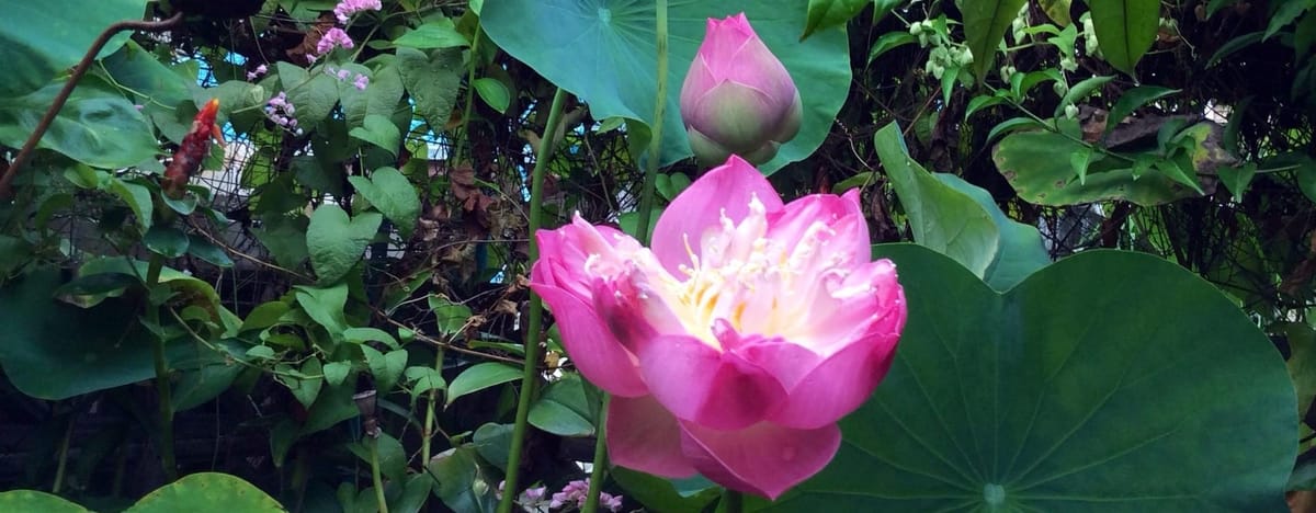 ระลึก รวี โดมพระจันทร์