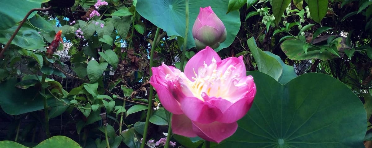 ขอชาวชนสุจริตพินิจกัน