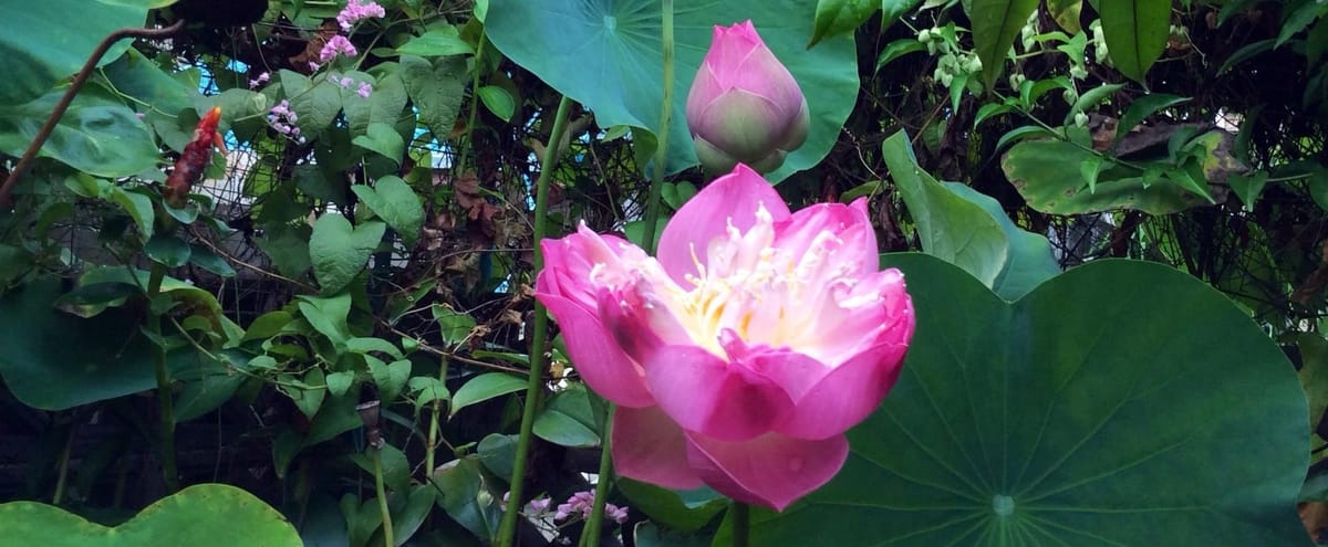 สุมไฟไหม้เรือน