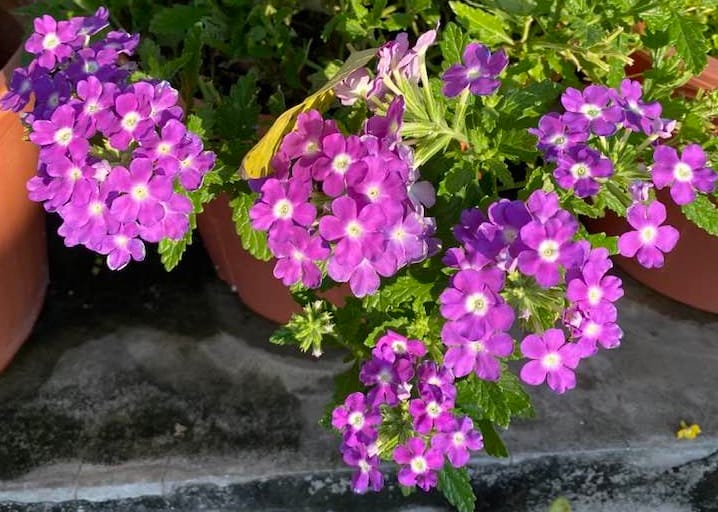 เรือชีวิต