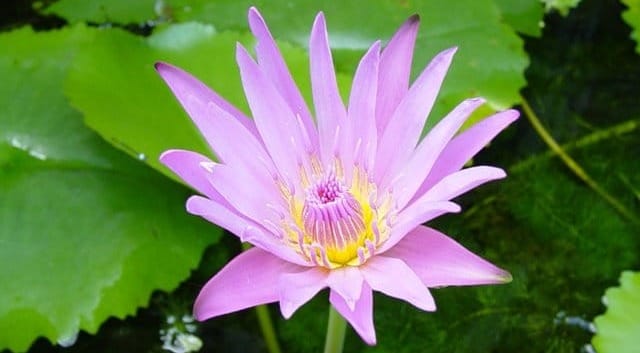 การเจริญวิปัสสนาของบุคคล 3 จำพวก