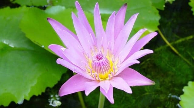 เพลงเอกภพ