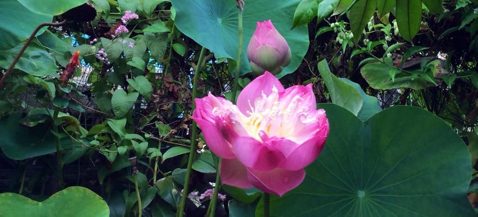 อหิงสธรรม