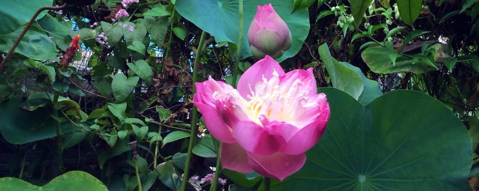 สร้างสังคมสมานัตตา